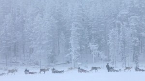 AATSINKI: THE STORY OF ARCTIC COWBOYS (Jessica Oreck)