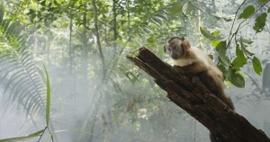 The capuchin monkey and the rain forest, the stars of Amazonia (Toronto International Film Festival)