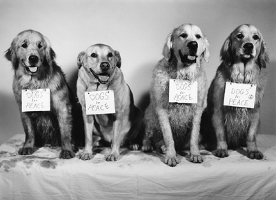 (left to right) True, Cloud, Skye & Polar Bear
Photo: Bruce Weber