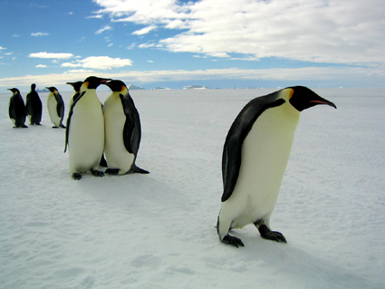 MARCH OF THE PENGUINS
Photo: Jerome Maison