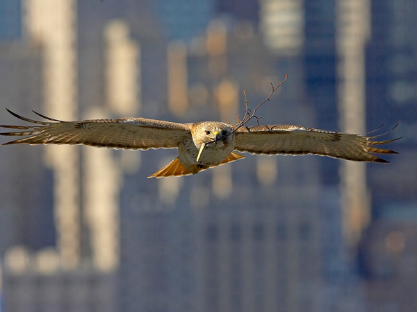 Pale Male in THE LEGEND OF PALE MALE (Photo: Balcony Releasing)