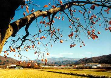 Red persimmon trees in the village of Kaminoyama 
(Photo: Planet Film Library)