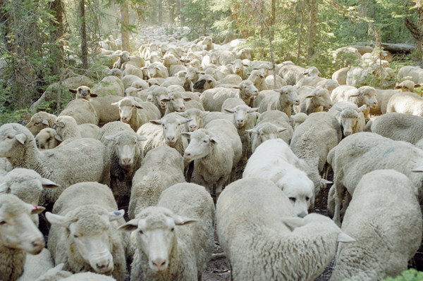 SWEETGRASS (Photo: The Film Society of Lincoln Center)