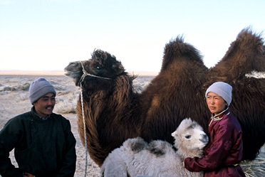 Taking care of Mother Camel & Baby Camel
Photo: THINKFilm