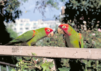 THE WILD PARROTS OF TELEGRAPH HILL
Photo: Mark Bittner